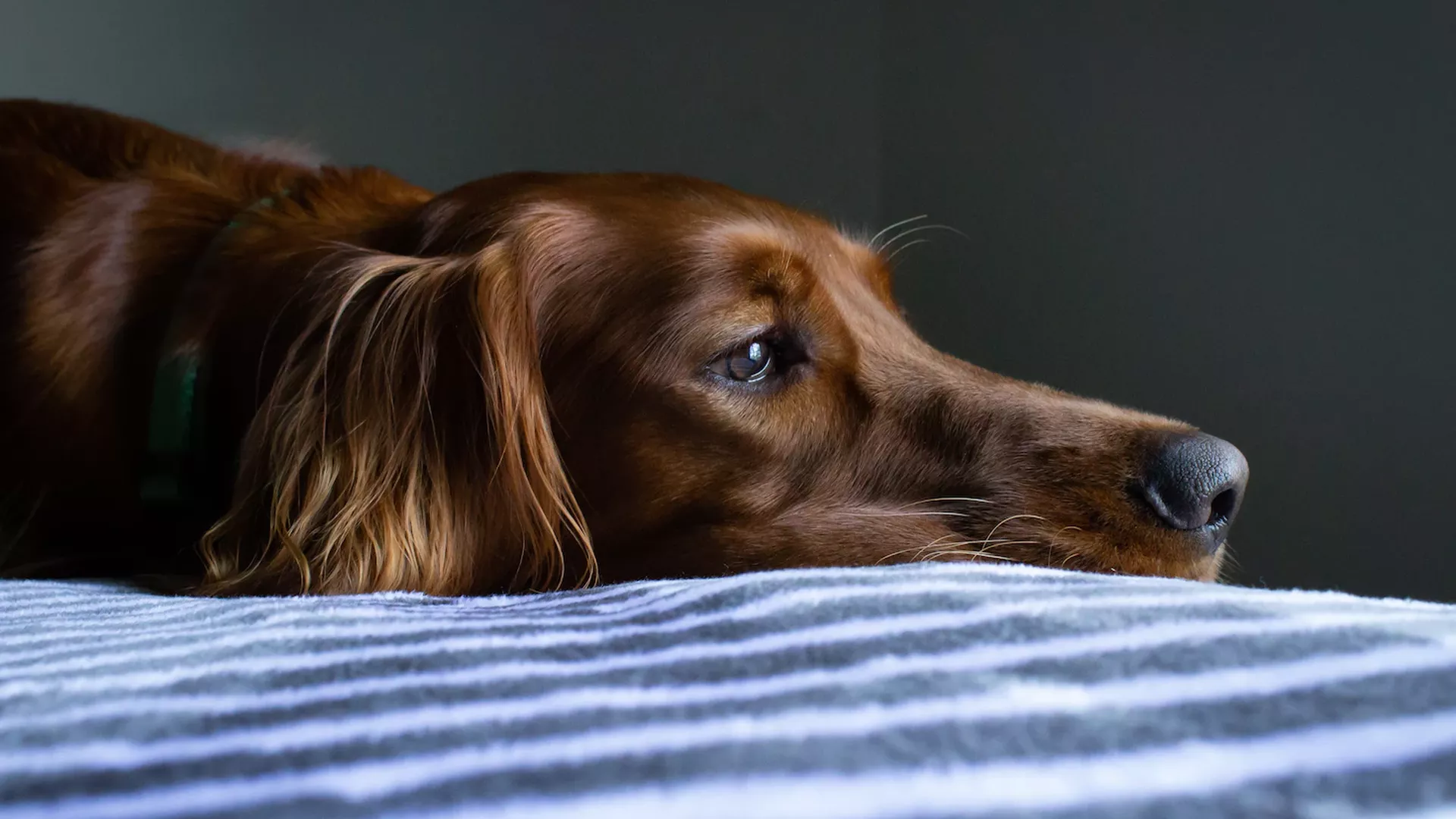 Mysterious Potentially Fatal Dog Illness